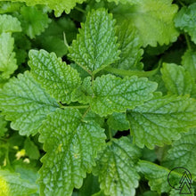 Load image into Gallery viewer, Lemon Balm Herbal Syrup

