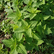 Load image into Gallery viewer, Stinging Nettle
