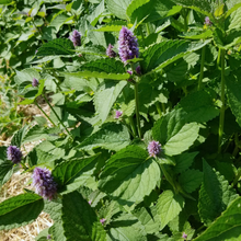 Load image into Gallery viewer, Anise Hyssop
