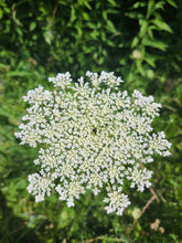 Load image into Gallery viewer, Queen Anne&#39;s Lace Herbal Syrup
